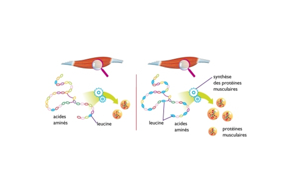 Les EAAs TS-Technology pour les sportifs !
