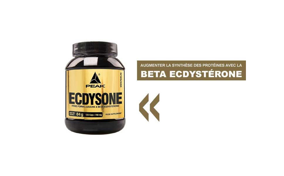 La Beta Ecdystérone augmente la synthèse protéique