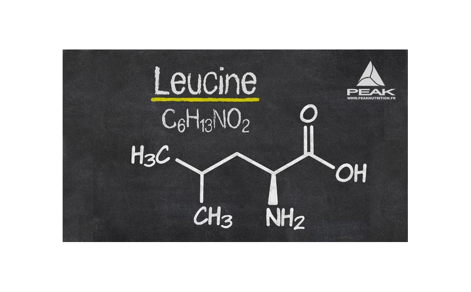 La LEUCINE acide aminé clé de la croissance du muscle