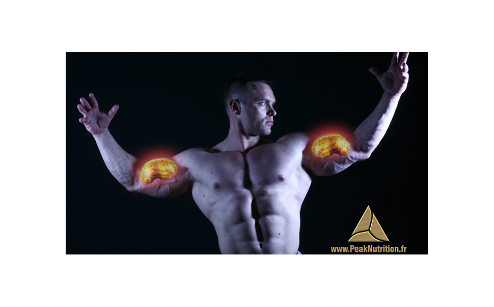 Optimiser la croissance musculaire en se servant des fenêtres anaboliques