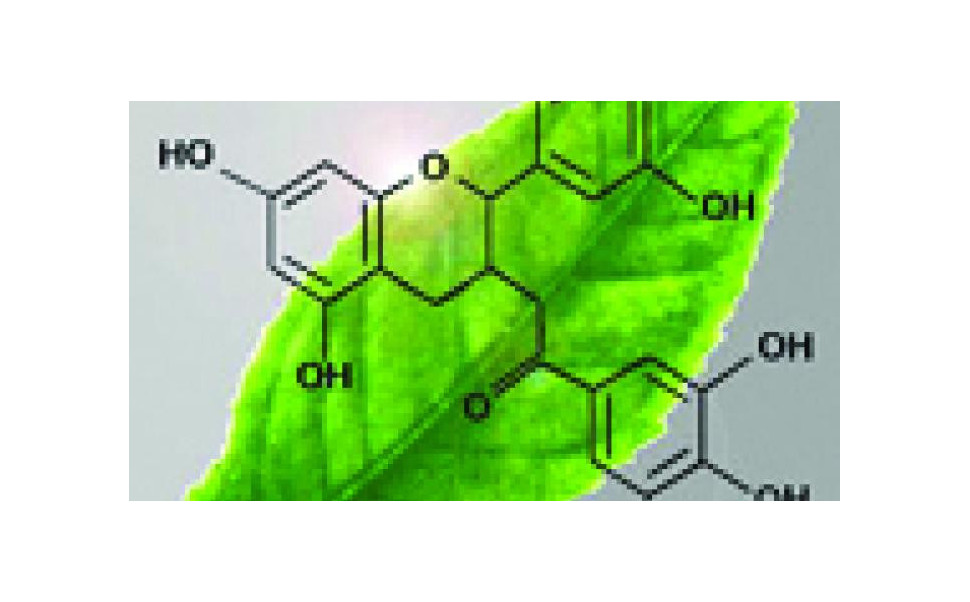 Tout savoir sur le thé vert - Partie 1 - Histoire, production et composants