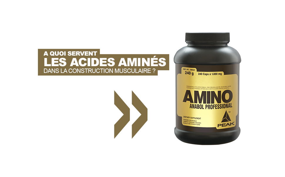 A quoi servent les acides aminés dans la construction musculaire ?