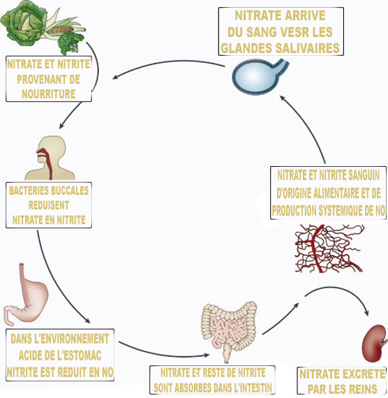 cycle-No-Nitrate-nitrite cycle-No-Nitrate-nitrite