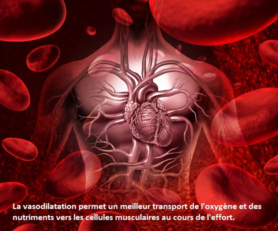 vasodilatation vasodilatation