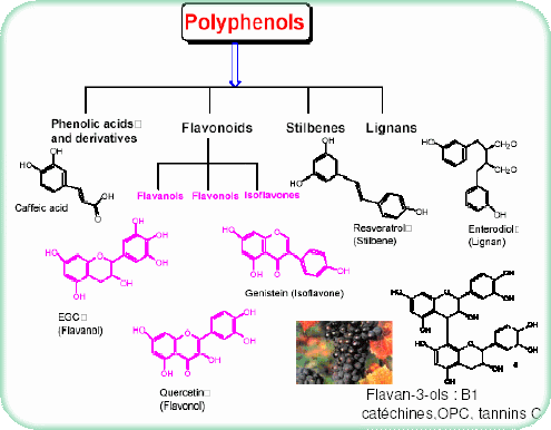 polyphenols
